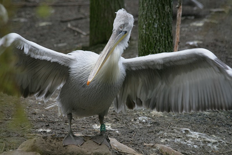 Fotoclubje Blijdorp 2008-52.jpg